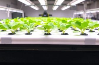 Cultivos hidropónicos: guía práctica para empezar y triunfar en tu propio huerto sin tierra