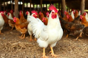 Cría de aves de corral: pollos y gallinas ponedoras — guía práctica para empezar y prosperar