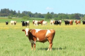 Gestion des Stocks de Fourrages et de Céréales : optimiser pour la sécurité, la qualité et la rentabilité